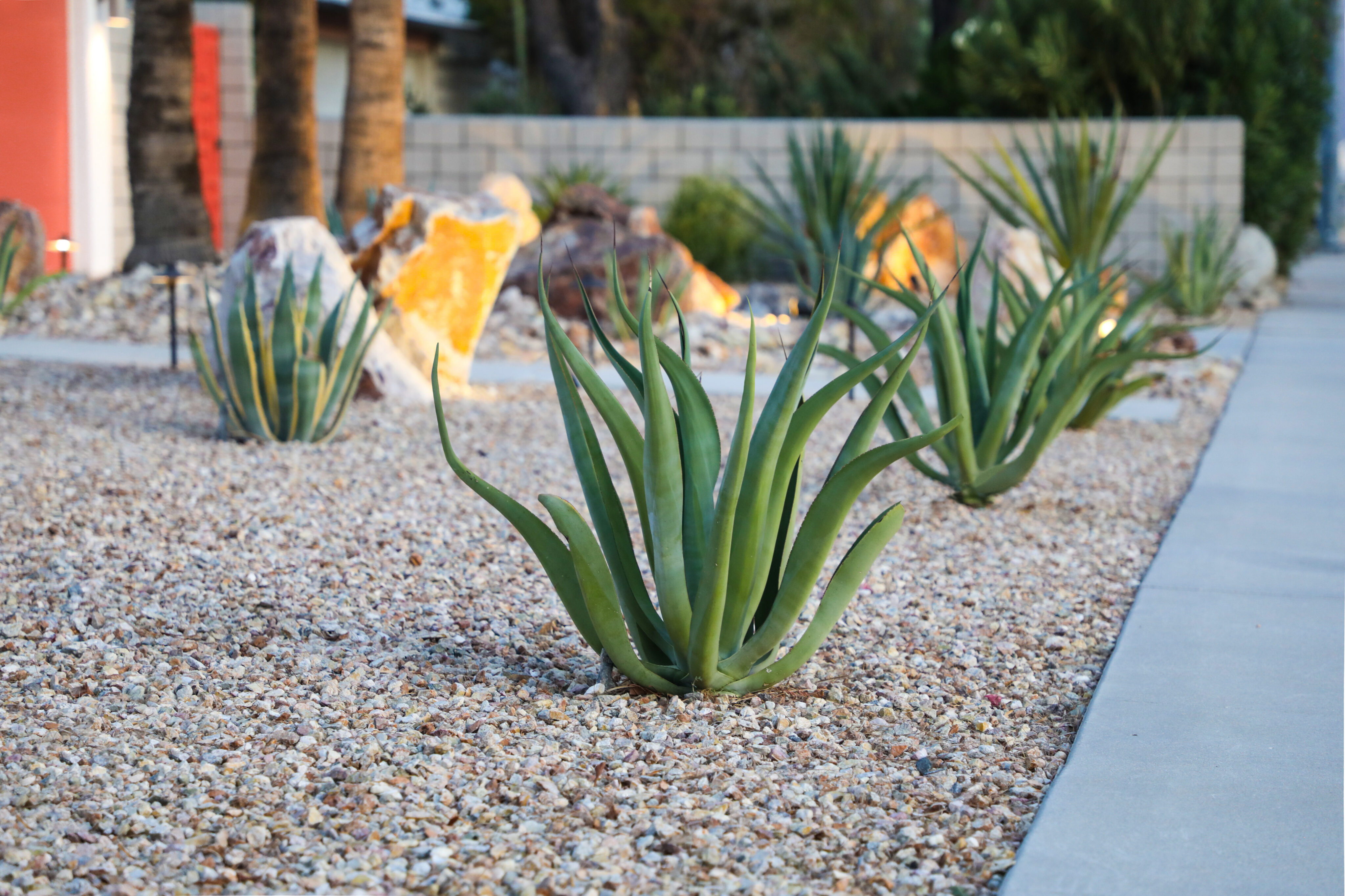 Several agave plants are spaced along a gravel-covered yard with large rocks and a concrete pathway on the right side. - Four Seasons Landscaping