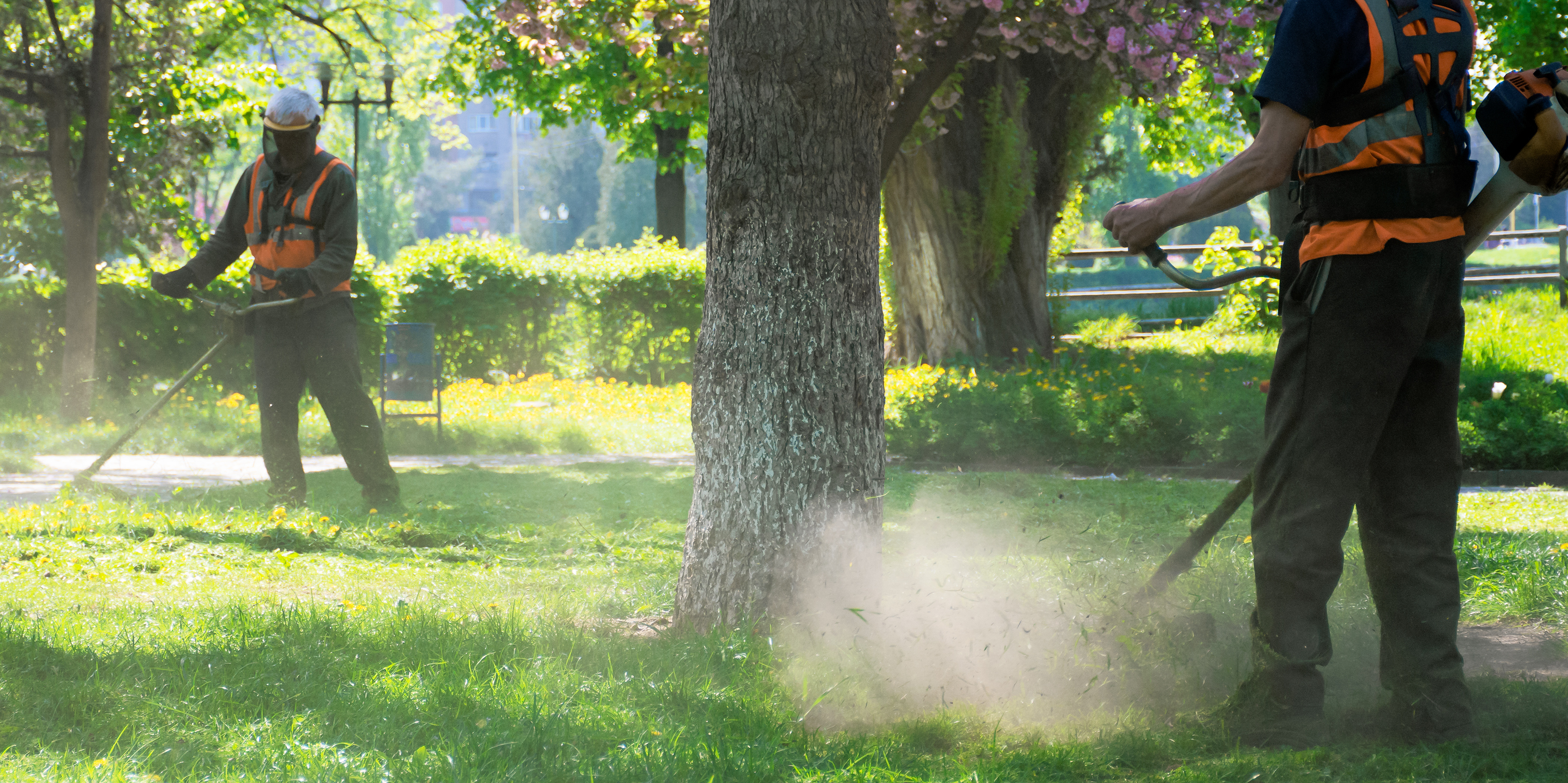 Two workers in safety gear use string trimmers to cut grass in a sunlit park, with dust and grass clippings visible in the air. - Four Seasons Landscaping