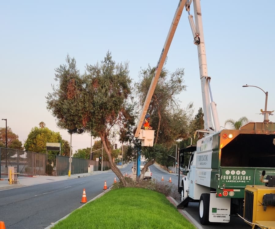 A worker in a bucket truck trims trees along a roadside, with traffic cones marking the area and a landscaping service vehicle parked nearby. - Four Seasons Landscaping