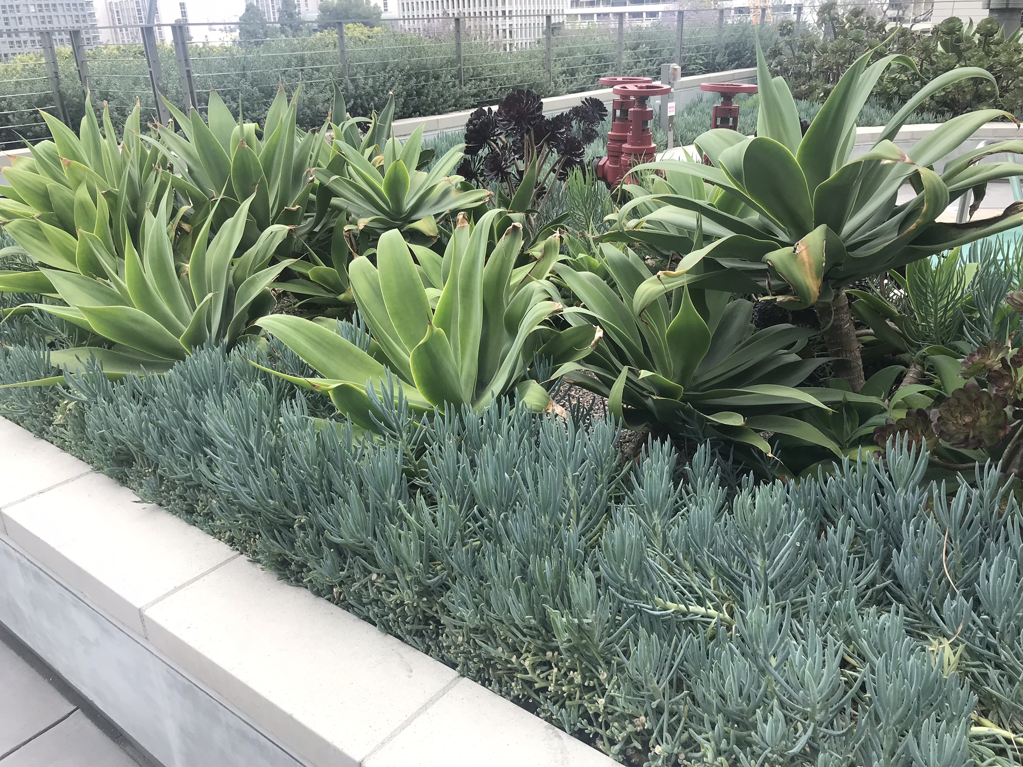 Succulent and leafy plants grow in a raised concrete planter on a rooftop garden, with red utility pipes and city buildings visible in the background. - Four Seasons Landscaping