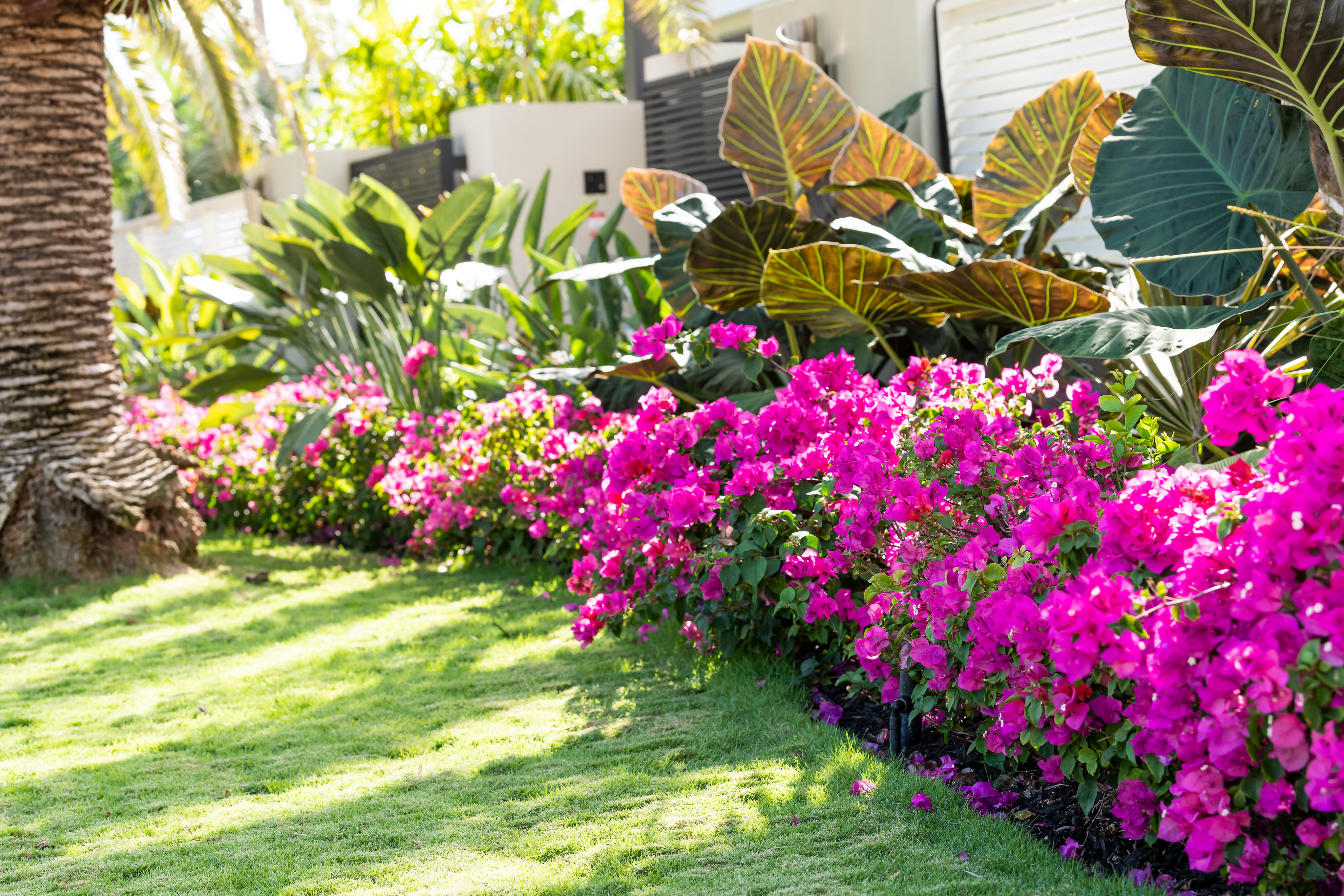 A garden bordered with bright pink bougainvillea flowers, large green tropical leaves, and a manicured lawn in sunlight. - Four Seasons Landscaping