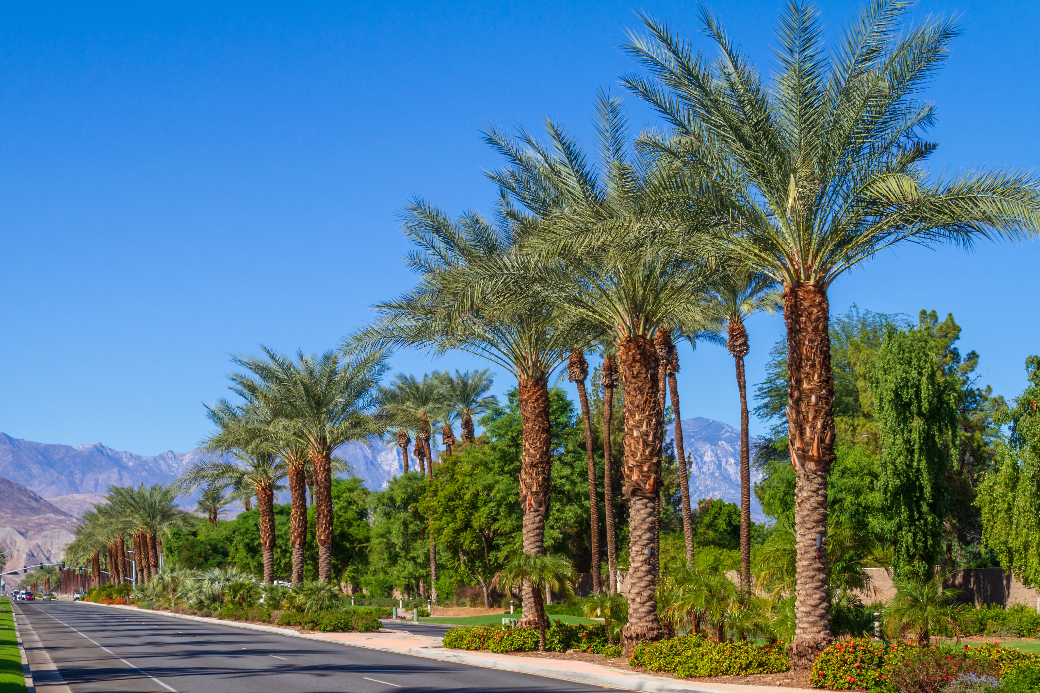 A row of tall palm trees lines a sidewalk beside a road, with mountains in the background under a clear blue sky. - Four Seasons Landscaping