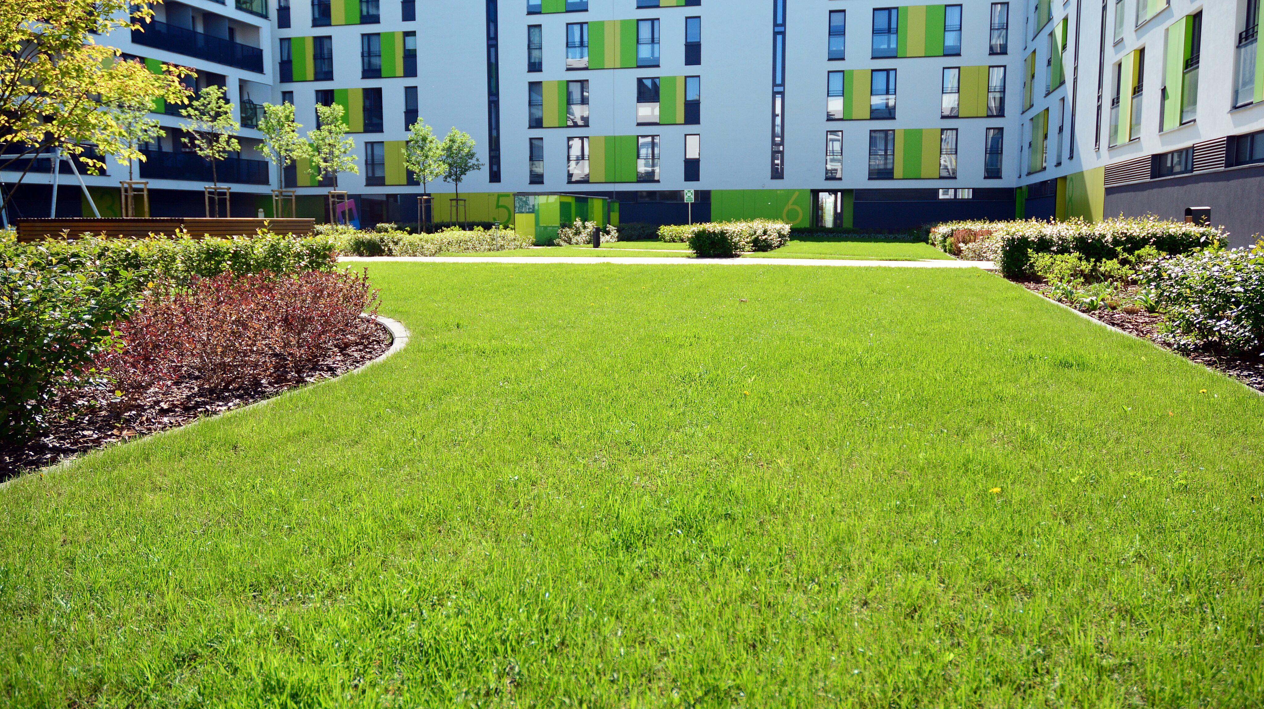 Well-maintained green lawn surrounded by shrubs in the courtyard of a modern apartment complex with multiple stories and colorful window panels. - Four Seasons Landscaping