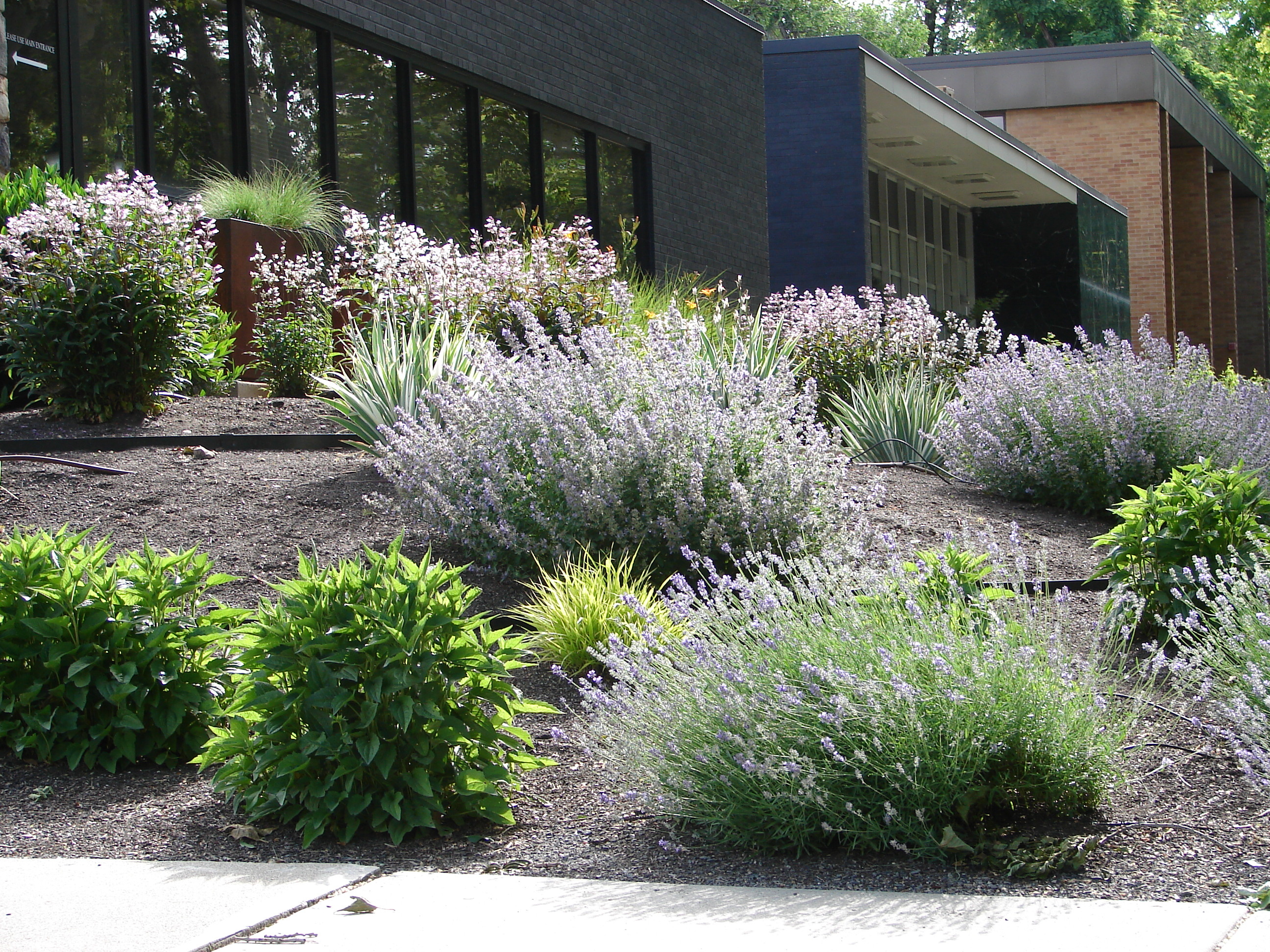 Shrubs and lavender plants grow in mulched landscaping beds outside a modern brick and glass building. - Four Seasons Landscaping