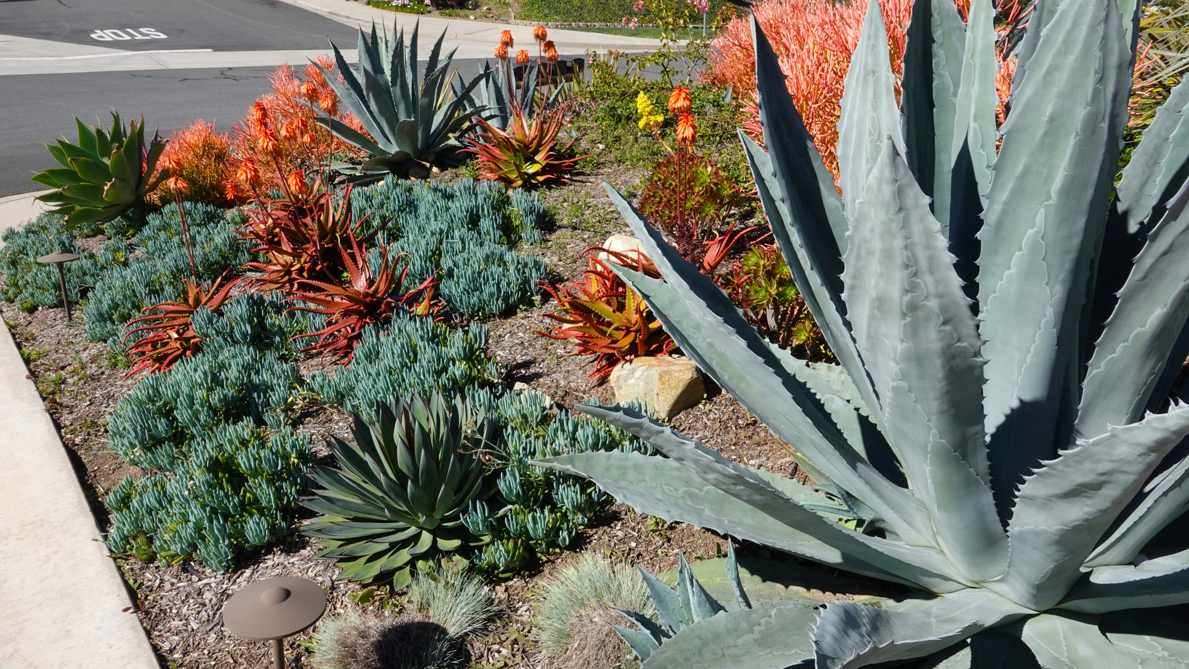 A landscaped garden bed beside a street features various succulents, including large agaves, blue and red aloe plants, and ornamental grasses. - Four Seasons Landscaping